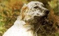 Setter Anglais JERK DE L'ECHO DE LA FORET Setter Anglais JERK DE L'ECHO DE LA FORET